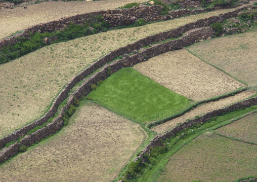 Terraces planted with cereals, Ibb Governorate, Jibla, Yemen