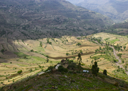 Terraces planted with cereals, Ibb Governorate, Jibla, Yemen