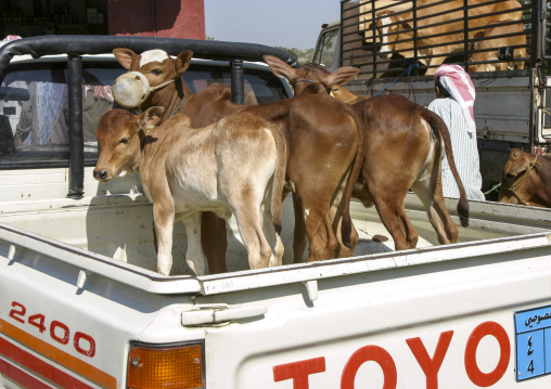 Calfs on the back of a car in a market, Amran Governorate, Hababah, Yemen