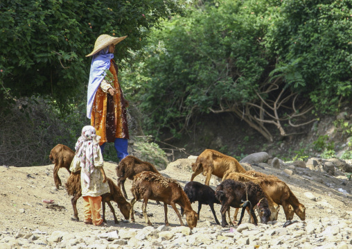 Yemeni woman with sheeps, Taiz Governorate, Jabal Sabir, Yemen
