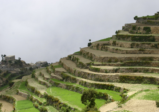 Terraces planted with cereals, Sanaa Governorate, Manakha, Yemen
