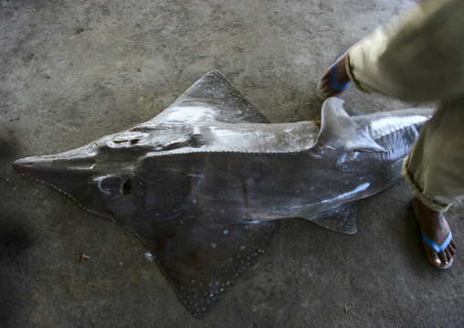 Shark market auction, Al Hudaydah Governorate, Hodeidah, Yemen