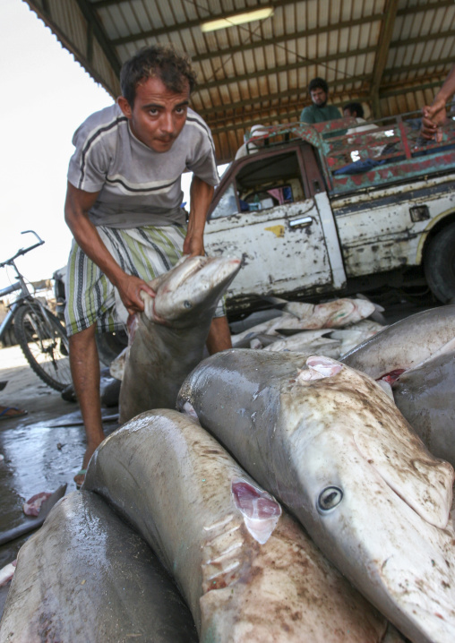 Shark market auction, Al Hudaydah Governorate, Hodeidah, Yemen