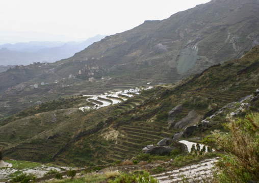 Terraces planted with cereals, Haraz Mountains, Al Hajjarah, Yemen