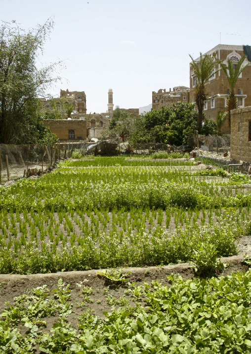 Traditional houses in the old city featuring ornamental facades, Amanat Al-Asemah, Sanaa, Yemen