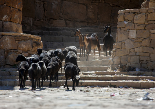 Goats on the ramparts of the old town, Amran Governorate, Thula, Yemen