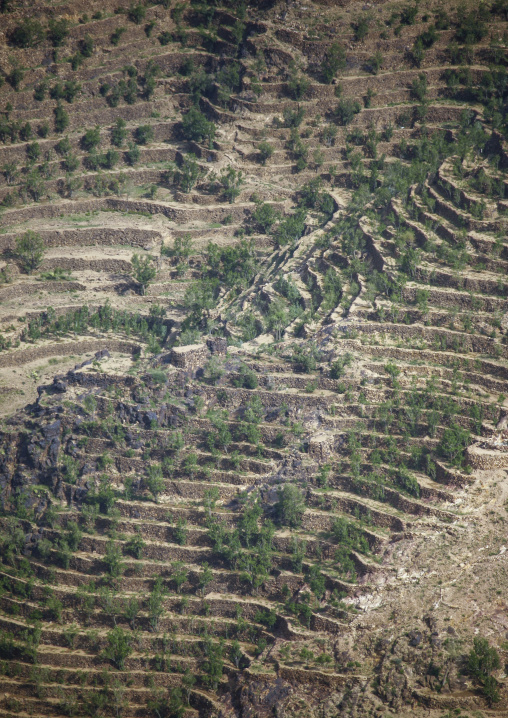 Terraces planted with cereals, Amran Governorate, Shaharah, Yemen