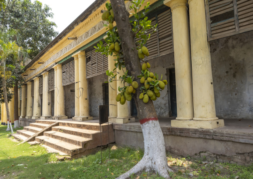 Natore Rajbari and jack fruit tree, Rajshahi Division, Natore, Bangladesh