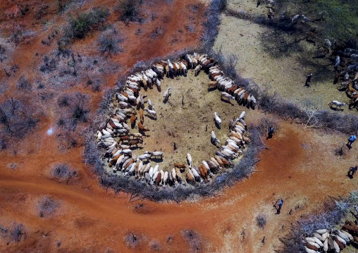 Aerial view of cows suffering from the drought grouped in fences to be fed by the governement, Oromia, Yabelo, Ethiopia
