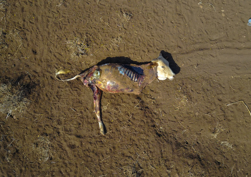 Aerial view of a dead cow during the drought, Oromia, Yabelo, Ethiopia