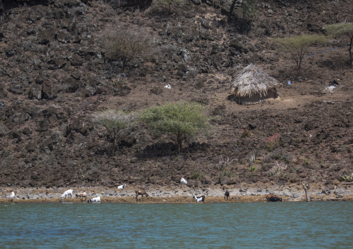 Increased water levels of lake baringo, Baringo county, Baringo, Kenya
