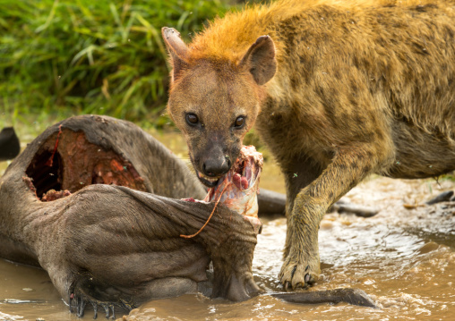 Tanzania, Mara, Serengeti National Park, spotted hyaena (crocuta crocuta) feeding on just-killed wildbeest